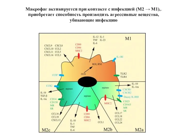 Макрофаг активируется при контакте с инфекцией (М2 → M1),. приобретает способность производить агрессивные вещества, убивающие инфекцию