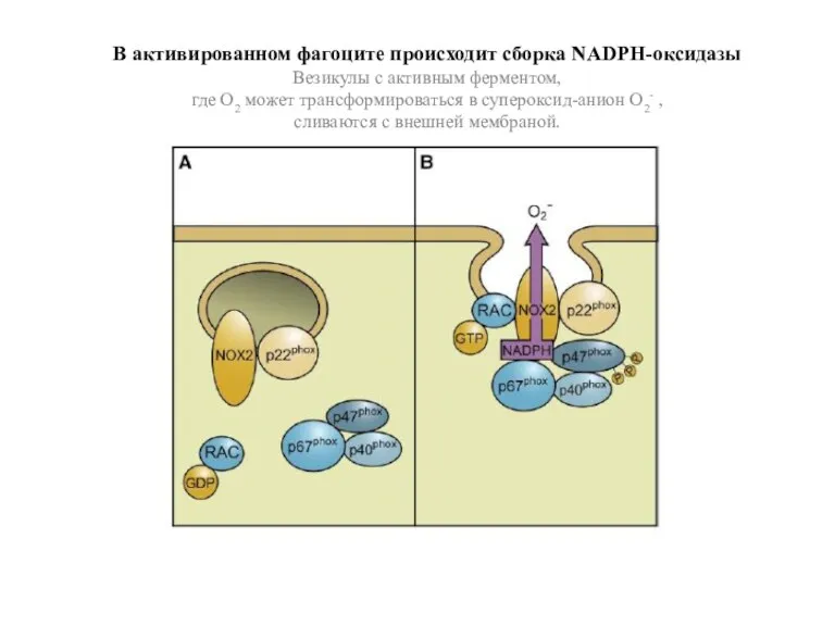 В активированном фагоците происходит сборка NADPH-оксидазы Везикулы с активным ферментом,