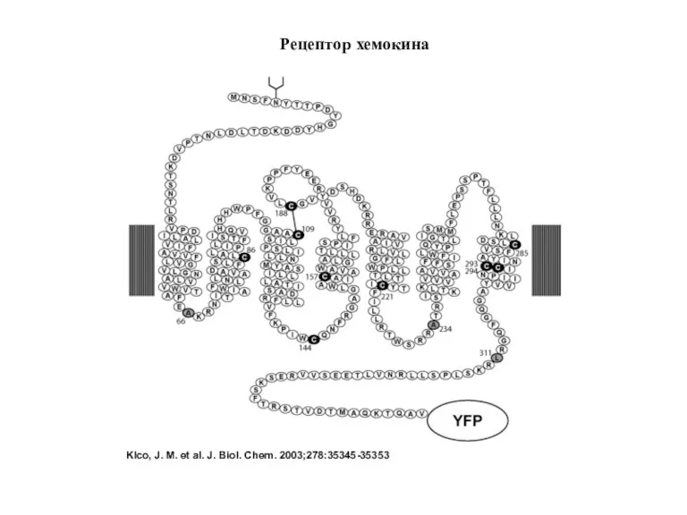 Klco, J. M. et al. J. Biol. Chem. 2003;278:35345-35353 Рецептор хемокина