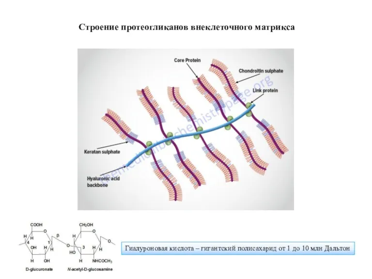 Гиалуроновая кислота – гигантский полисахарид от 1 до 10 млн Дальтон Строение протеогликанов внеклеточного матрикса