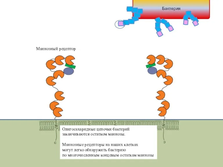 Олигосахаридные цепочки бактерий заканчиваются остатком маннозы. Маннозные рецепторы на наших