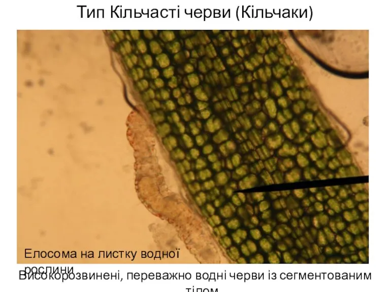 Тип Кільчасті черви (Кільчаки) Високорозвинені, переважно водні черви із сегментованим тілом Елосома на листку водної рослини