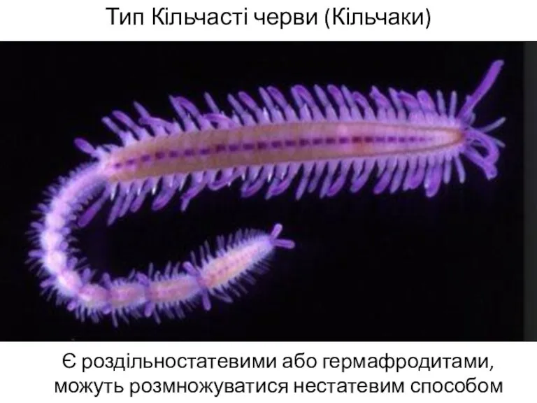 Тип Кільчасті черви (Кільчаки) Є роздільностатевими або гермафродитами, можуть розмножуватися нестатевим способом
