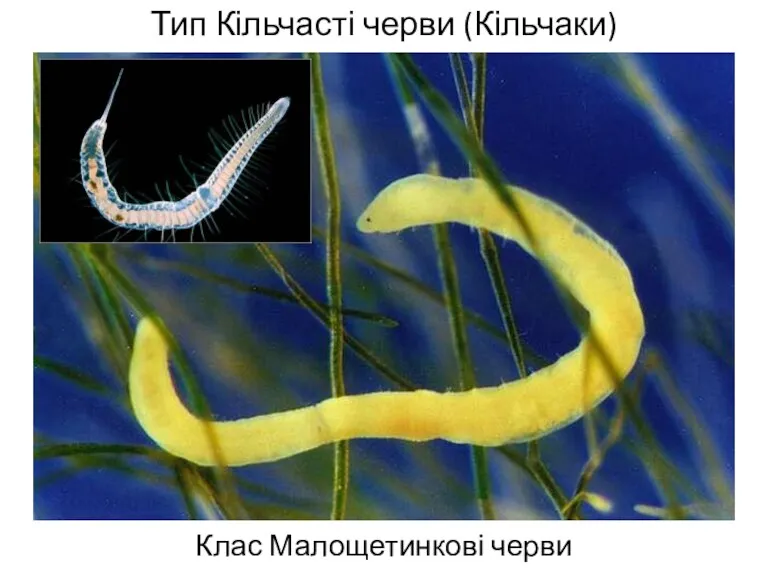Тип Кільчасті черви (Кільчаки) Клас Малощетинкові черви