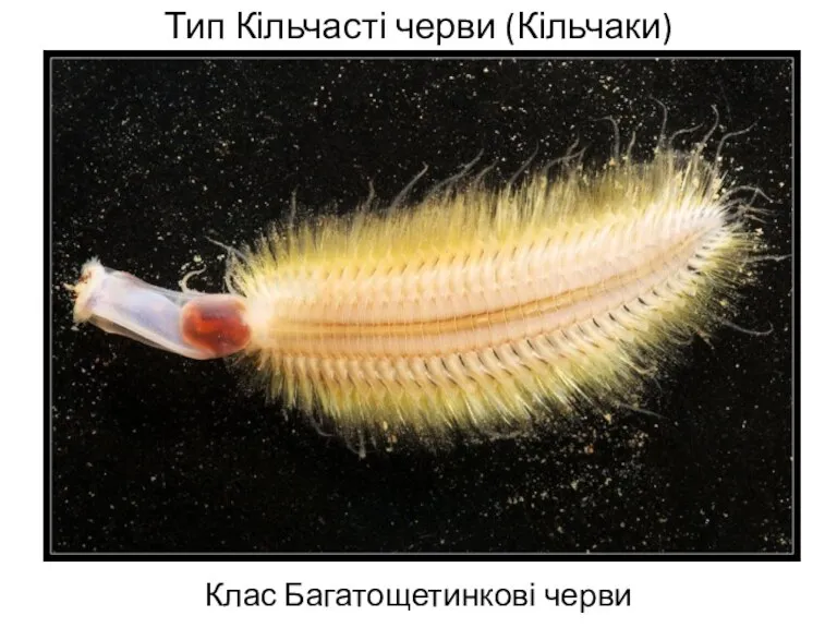Тип Кільчасті черви (Кільчаки) Клас Багатощетинкові черви