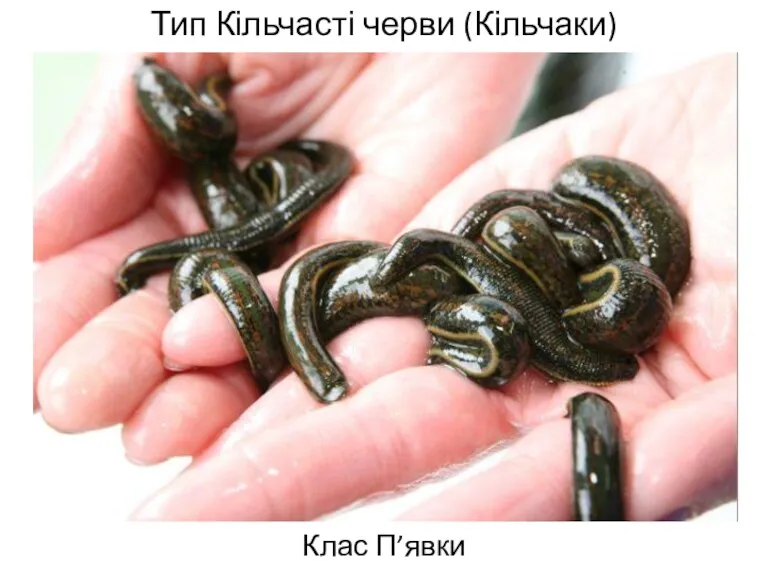 Тип Кільчасті черви (Кільчаки) Клас П’явки