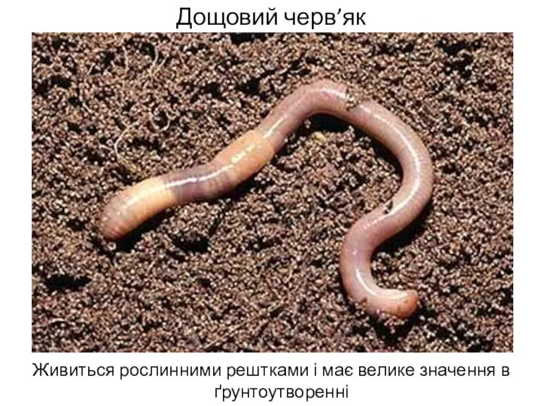 Дощовий черв’як Живиться рослинними рештками і має велике значення в ґрунтоутворенні