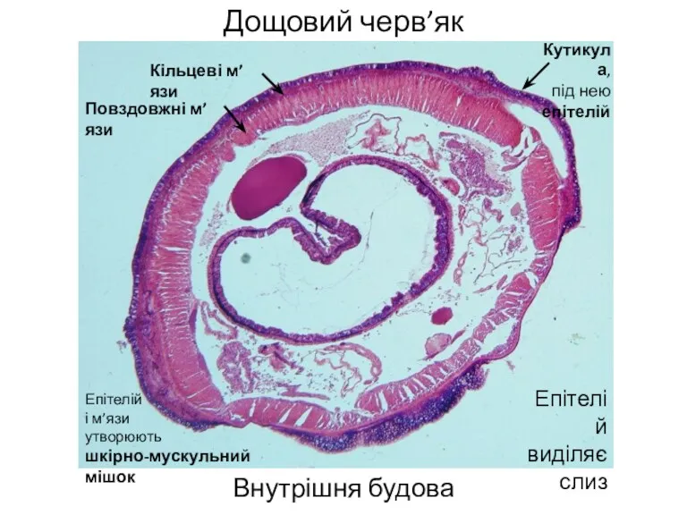 Дощовий черв’як Внутрішня будова Кутикула, під нею епітелій Кільцеві м’язи Повздовжні м’язи Епітелій