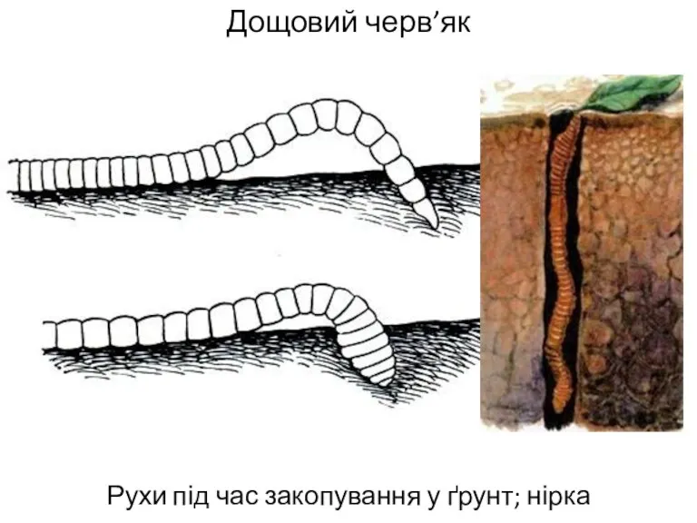 Дощовий черв’як Рухи під час закопування у ґрунт; нірка