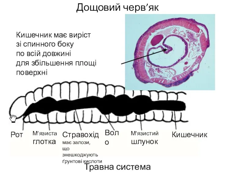 Дощовий черв’як Травна система Рот М’язиста глотка Стравохід має залози, що знешкоджують ґрунтові
