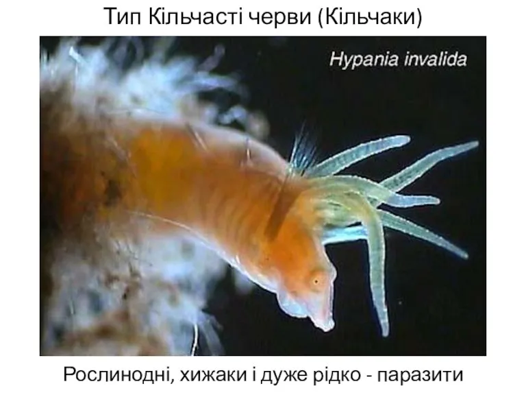 Тип Кільчасті черви (Кільчаки) Рослинодні, хижаки і дуже рідко - паразити