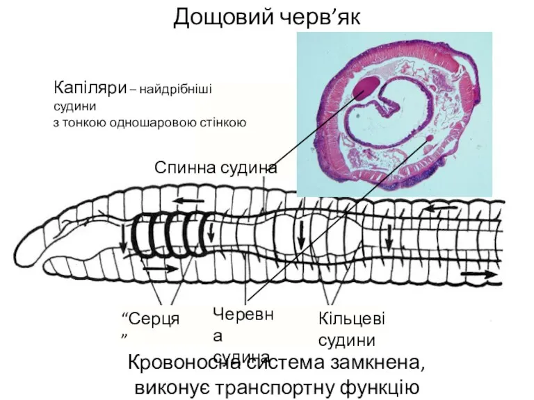 Дощовий черв’як Кровоносна система замкнена, виконує транспортну функцію Спинна судина Черевна судина Кільцеві