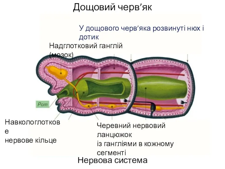 Дощовий черв’як Нервова система Надглотковий ганглій (мозок) Навкологлоткове нервове кільце Черевний нервовий ланцюжок