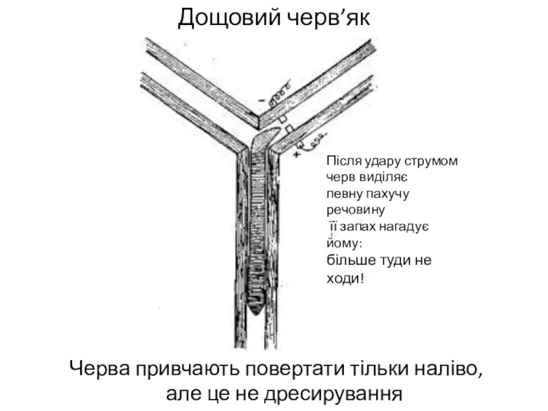 Дощовий черв’як Черва привчають повертати тільки наліво, але це не дресирування Після удару