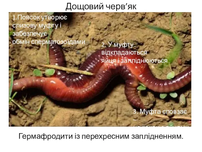 Дощовий черв’як Гермафродити із перехресним заплідненням. 1.Поясок утворює слизову муфту і забезпечує обмін