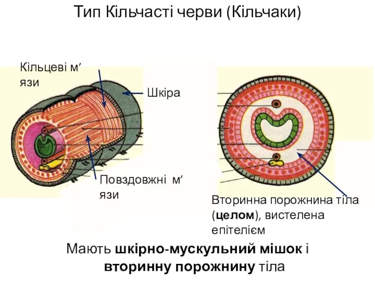 Тип Кільчасті черви (Кільчаки) Мають шкірно-мускульний мішок і вторинну порожнину тіла Шкіра Кільцеві