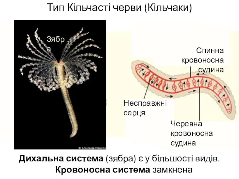 Тип Кільчасті черви (Кільчаки) Дихальна система (зябра) є у більшості видів. Кровоносна система