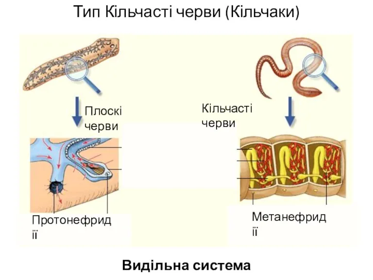 Тип Кільчасті черви (Кільчаки) Видільна система Плоскі черви Кільчасті черви Протонефридії Метанефридії