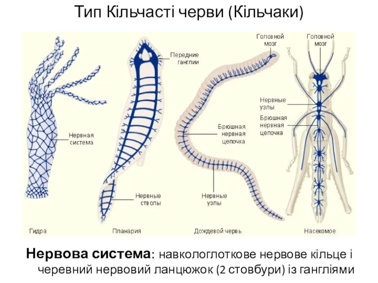 Тип Кільчасті черви (Кільчаки) Нервова система: навкологлоткове нервове кільце і черевний нервовий ланцюжок
