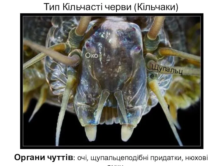 Тип Кільчасті черви (Кільчаки) Органи чуттів: очі, щупальцеподібні придатки, нюхові ямки Око Щупальце