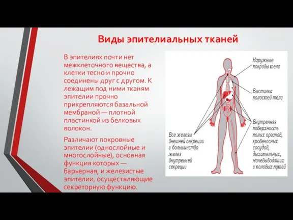 Виды эпителиальных тканей В эпителиях почти нет межклеточного вещества, а