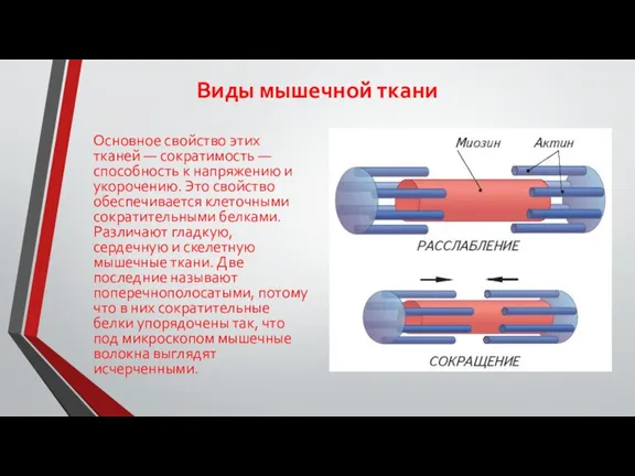 Виды мышечной ткани Основное свойство этих тканей — сократимость —