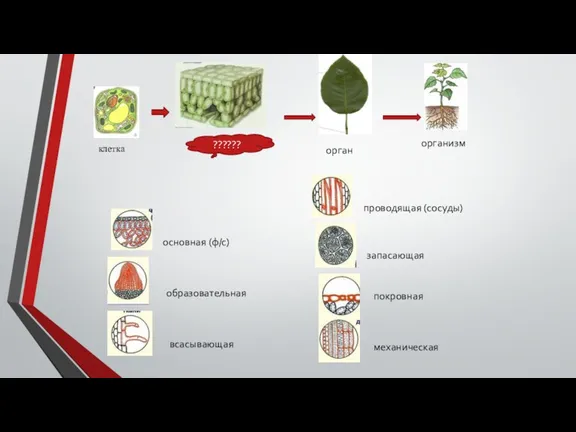 клетка ?????? основная (ф/с) образовательная всасывающая проводящая (сосуды) запасающая покровная механическая орган организм
