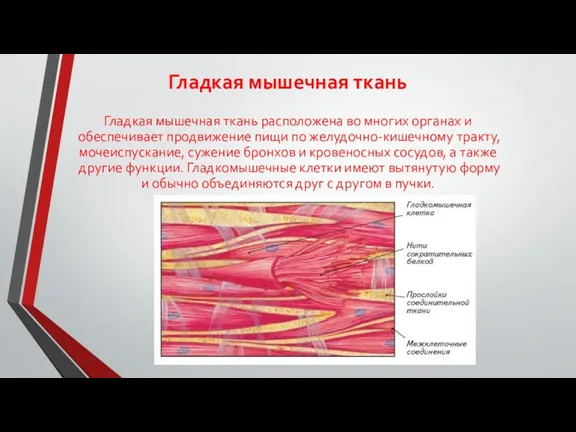 Гладкая мышечная ткань Гладкая мышечная ткань расположена во многих органах