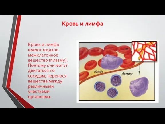 Кровь и лимфа Кровь и лимфа имеют жидкое межклеточное вещество