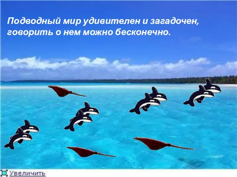 Подводный мир удивителен и загадочен, говорить о нем можно бесконечно.