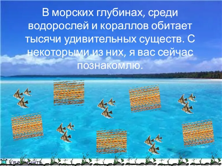 В морских глубинах, среди водорослей и кораллов обитает тысячи удивительных