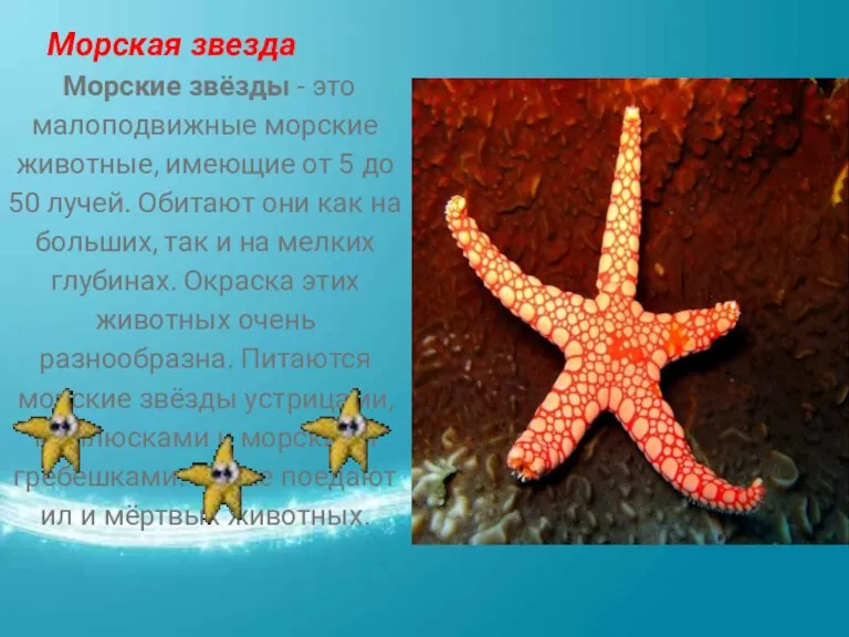 Морская звезда Морские звёзды - это малоподвижные морские животные, имеющие