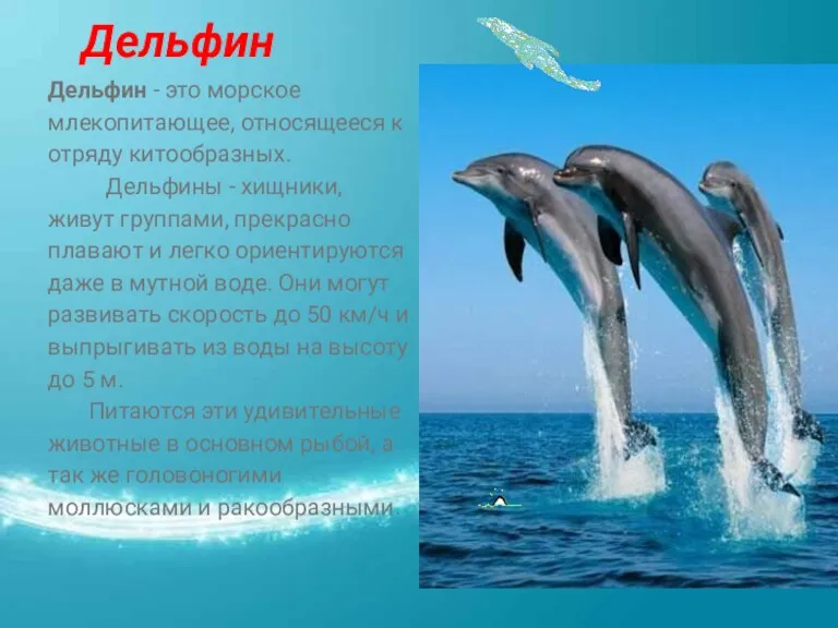 Дельфин Дельфин - это морское млекопитающее, относящееся к отряду китообразных. Дельфины - хищники,