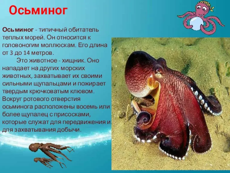 Осьминог Осьминог - типичный обитатель теплых морей. Он относится к головоногим моллюскам. Его