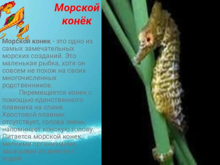 Морской конёк Морской конек - это одно из самых замечательных