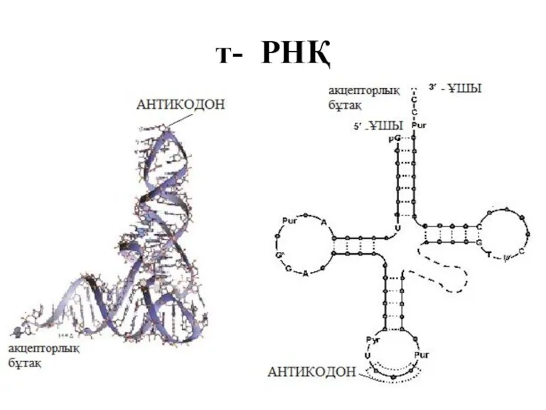 т- РНҚ