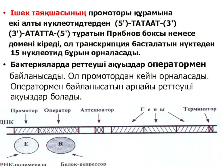 Ішек таяқшасының промоторы құрамына екі алты нуклеотидтерден (5')-ТАТААТ-(3') (3')-АТАТТА-(5') тұратын