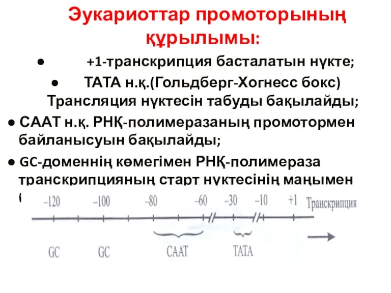 Эукариоттар промоторының құрылымы: ● +1-транскрипция басталатын нүкте; ● ТАТА н.қ.(Гольдберг-Хогнесс