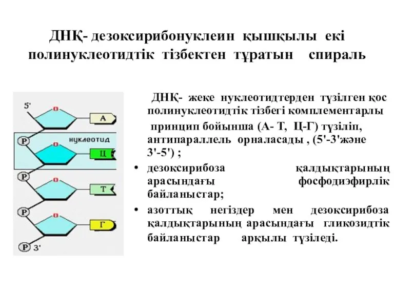 ДНҚ- дезоксирибонуклеин қышқылы екі полинуклеотидтік тізбектен тұратын спираль ДНҚ- жеке