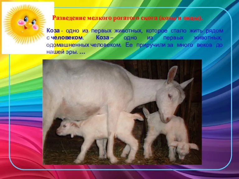 Разведение мелкого рогатого скота (козы и овцы). Коза - одно