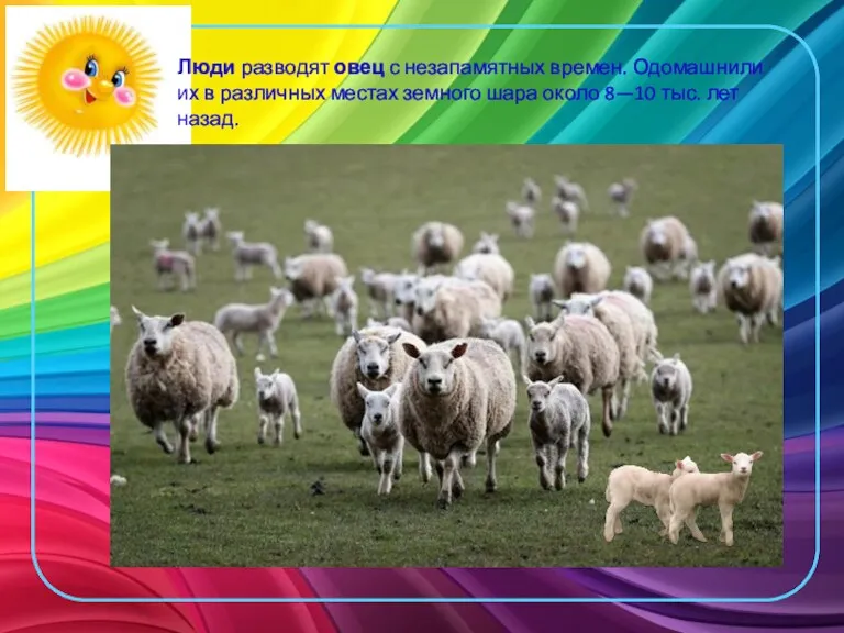 Люди разводят овец с незапамятных времен. Одомашнили их в различных