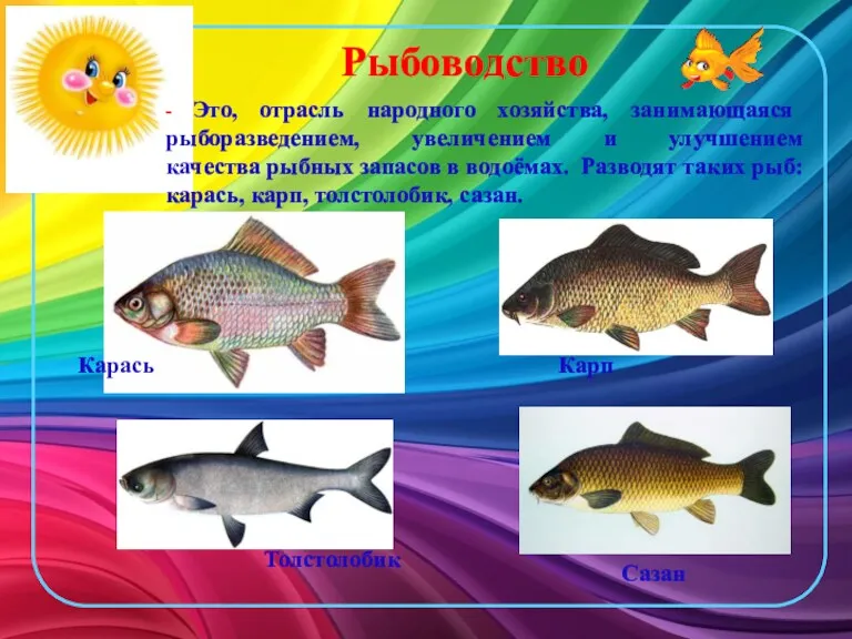 Рыбоводство - Это, отрасль народного хозяйства, занимающаяся рыборазведением, увеличением и
