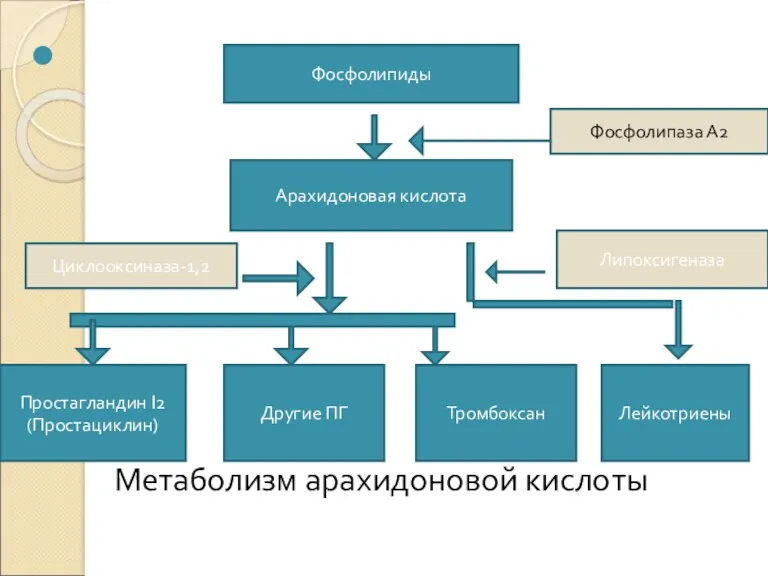 Метаболизм арахидоновой кислоты Фосфолипиды Арахидоновая кислота Простагландин I2 (Простациклин) Другие