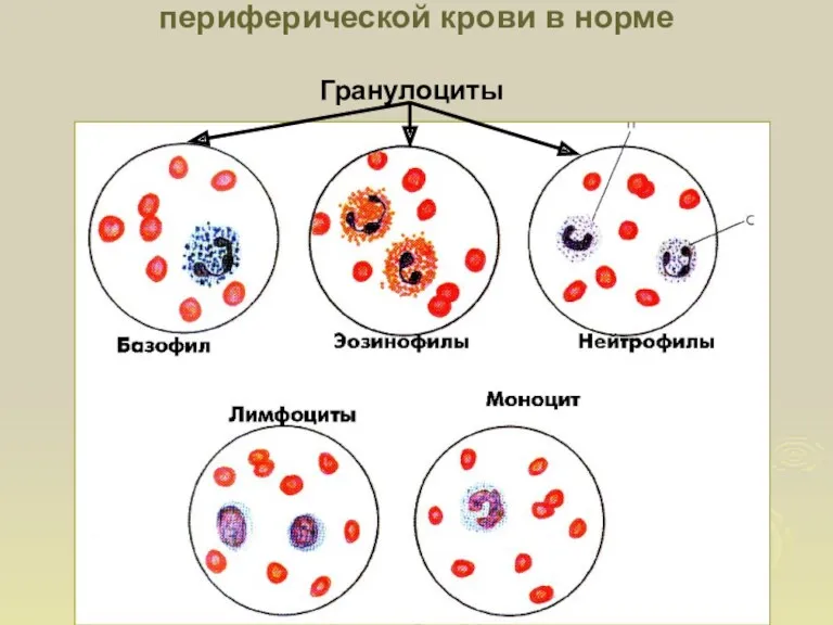 Пять видов лейкоцитов, выявляемых в периферической крови в норме Гранулоциты