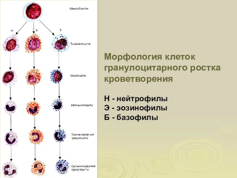 Морфология клеток гранулоцитарного ростка кроветворения Н - нейтрофилы Э - эозинофилы Б - базофилы