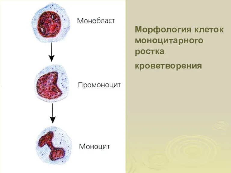Морфология клеток моноцитарного ростка кроветворения