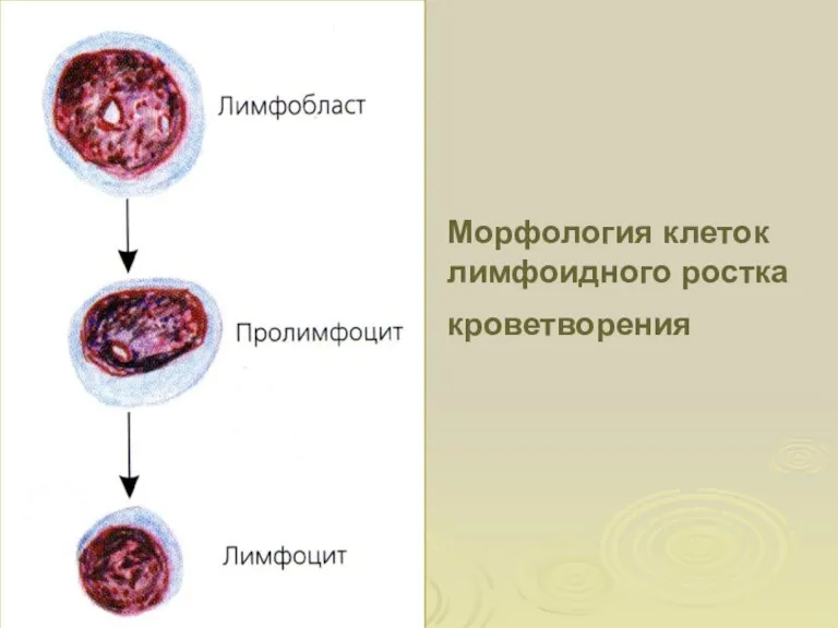 Морфология клеток лимфоидного ростка кроветворения
