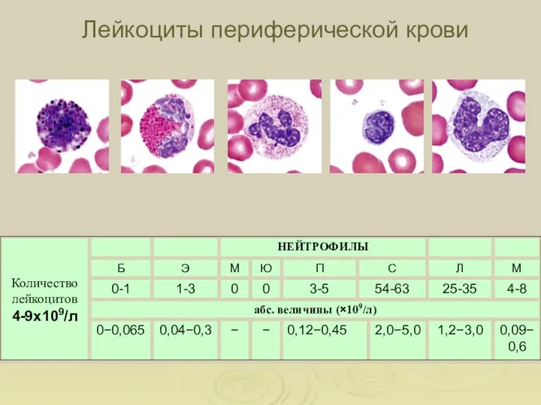 Лейкоциты периферической крови Базофил Эозинофил Нейтрофил Лимфоцит Моноцит