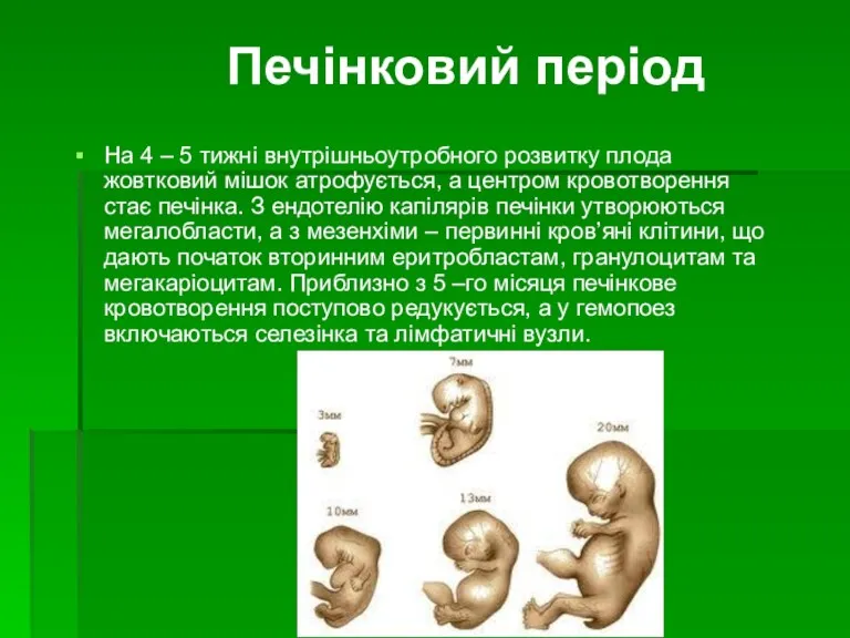 Печінковий період На 4 – 5 тижні внутрішньоутробного розвитку плода