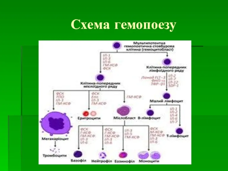 Схема гемопоезу